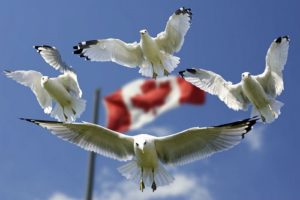 canada flags and birds